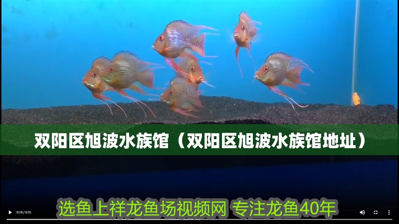 雙陽區旭波水族館（雙陽區旭波水族館地址）