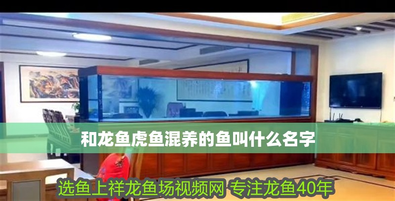 和龍魚(yú)虎魚(yú)混養(yǎng)的魚(yú)叫什么名字
