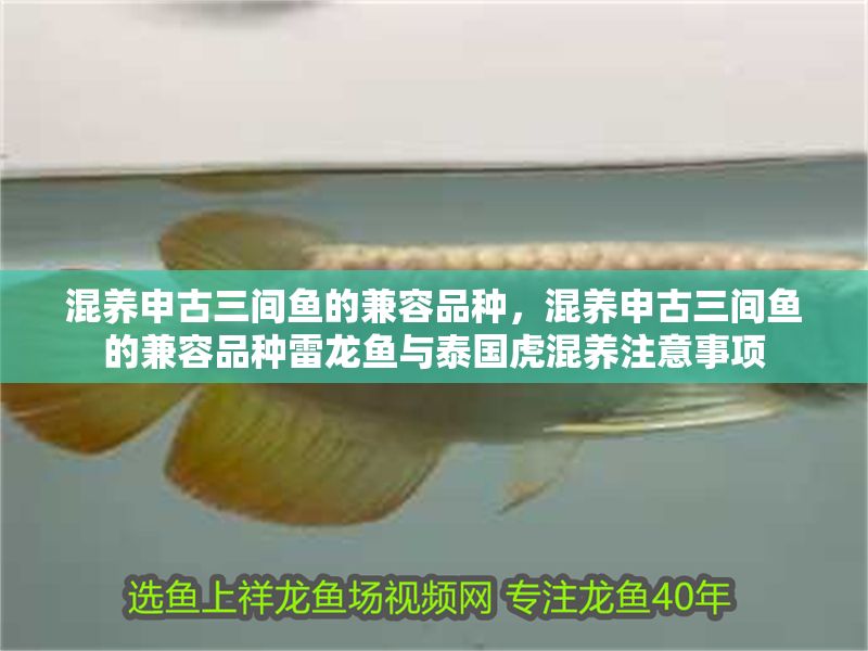 混養(yǎng)申古三間魚的兼容品種，混養(yǎng)申古三間魚的兼容品種雷龍魚與泰國虎混養(yǎng)注意事項