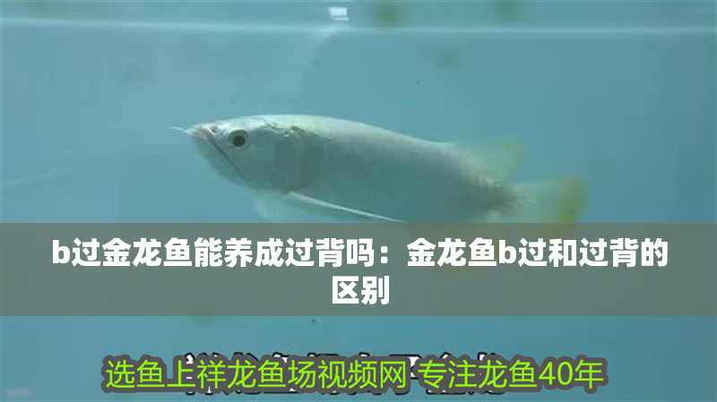 b過(guò)金龍魚(yú)能養(yǎng)成過(guò)背嗎：金龍魚(yú)b過(guò)和過(guò)背的區(qū)別