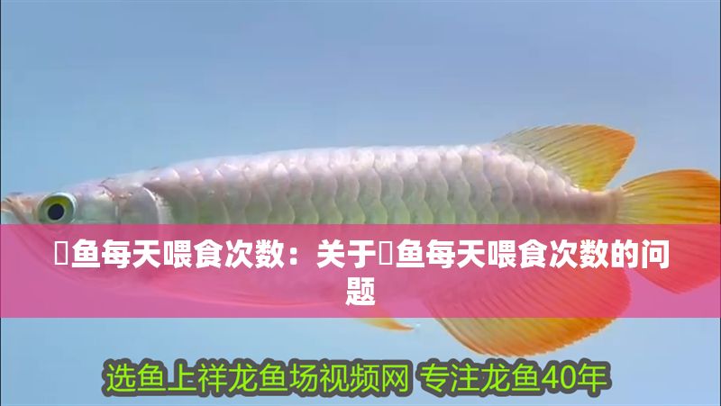 魟魚每天喂食次數:關于魟魚每天喂食次數的問題