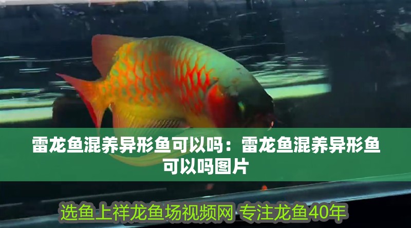 雷龍魚混養異形魚可以嗎：雷龍魚混養異形魚可以嗎圖片