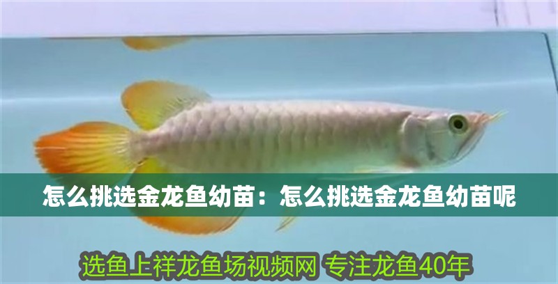 怎么挑選金龍魚幼苗：怎么挑選金龍魚幼苗呢
