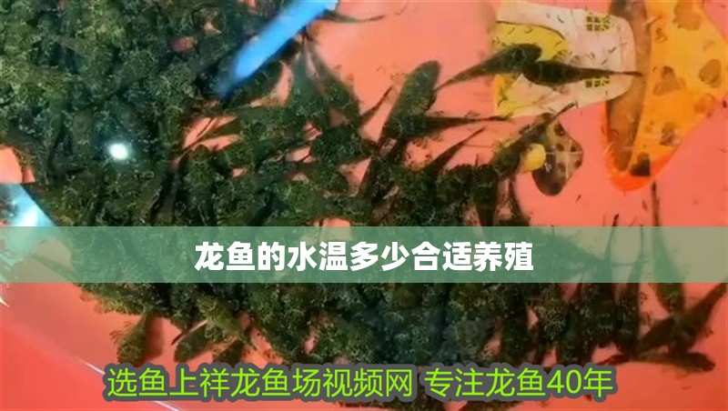 龍魚的水溫多少合適養殖