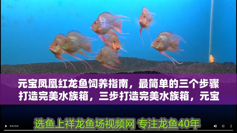 元寶鳳凰紅龍魚飼養指南，最簡單的三個步驟打造完美水族箱，三步打造完美水族箱，元寶鳳凰紅龍魚簡易飼養指南