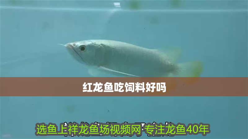 紅龍魚吃飼料好嗎