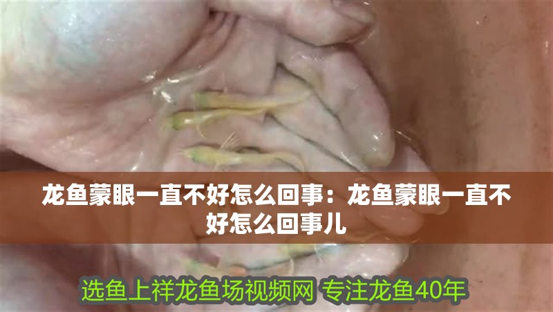 龍魚蒙眼一直不好怎么回事：龍魚蒙眼一直不好怎么回事兒