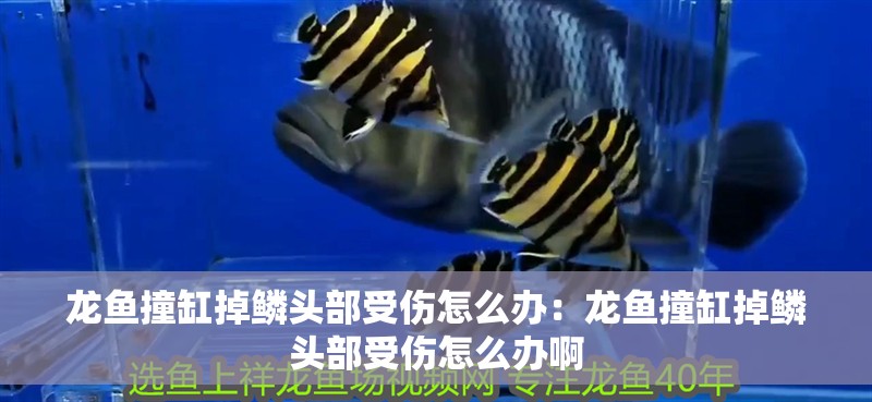 詳細閱讀:龍魚撞缸掉鱗頭部受傷怎么辦:龍魚撞缸掉鱗頭部受傷怎么辦啊 龍魚撞缸掉鱗頭部受傷怎么辦:龍魚撞缸掉鱗頭部受傷怎么辦啊