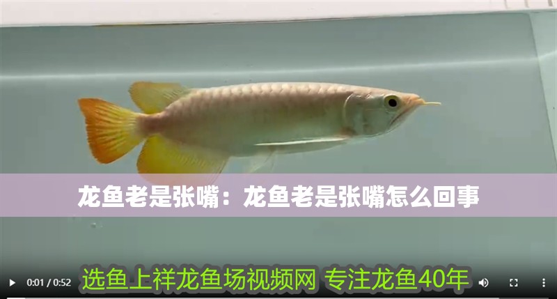 龍魚老是張嘴：龍魚老是張嘴怎么回事