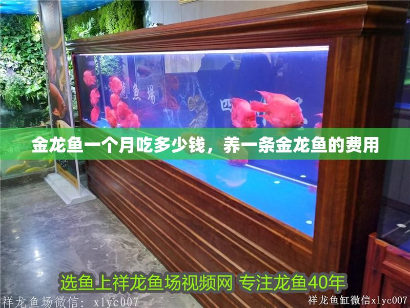 金龍魚一個月吃多少錢，養一條金龍魚的費用