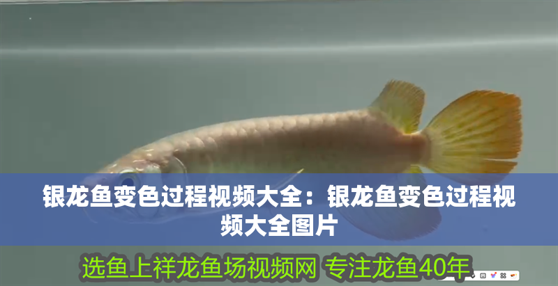 銀龍魚變色過程視頻大全：銀龍魚變色過程視頻大全圖片
