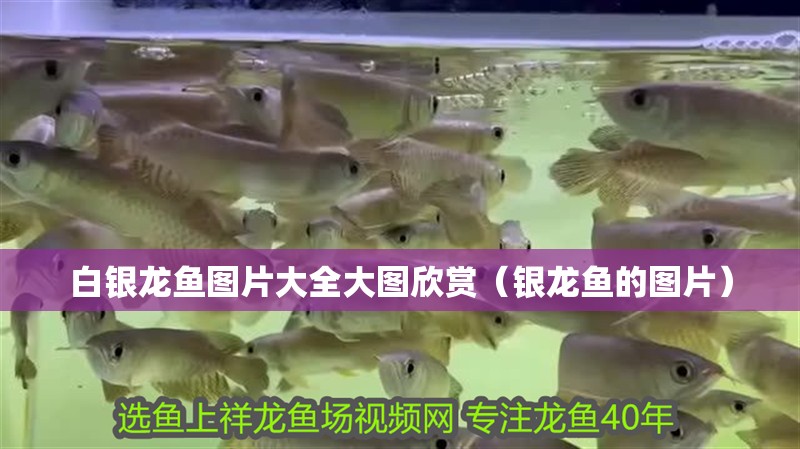 白銀龍魚圖片大全大圖欣賞（銀龍魚的圖片）