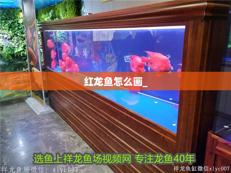 紅龍魚怎么畫_