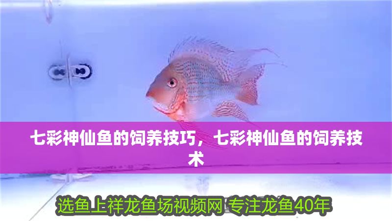 七彩神仙魚的飼養技巧，七彩神仙魚的飼養技術