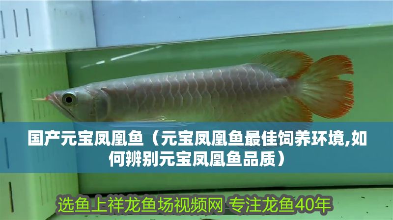 國產(chǎn)元寶鳳凰魚（元寶鳳凰魚最佳飼養(yǎng)環(huán)境,如何辨別元寶鳳凰魚品質(zhì)）