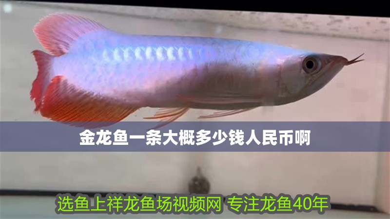 金龍魚一條大概多少錢人民幣啊