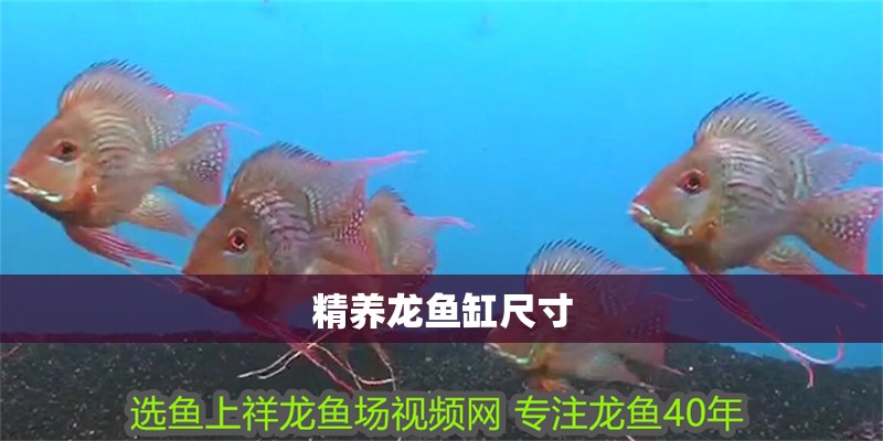 精養(yǎng)龍魚缸尺寸