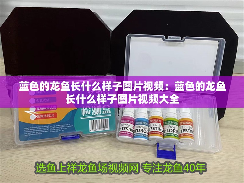 藍色的龍魚長什么樣子圖片視頻：藍色的龍魚長什么樣子圖片視頻大全