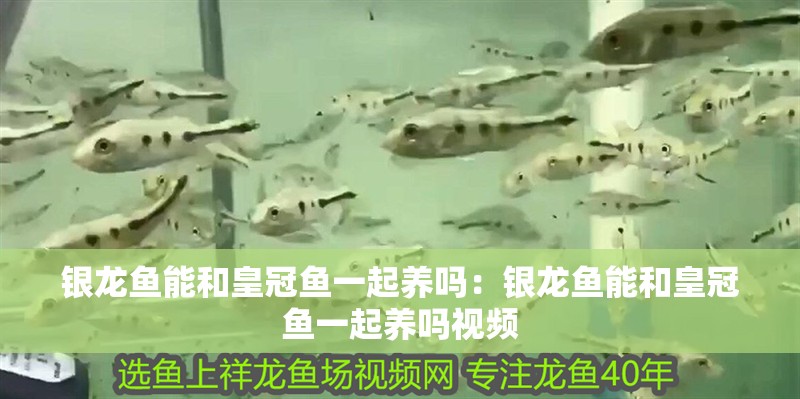 銀龍魚能和皇冠魚一起養嗎：銀龍魚能和皇冠魚一起養嗎視頻