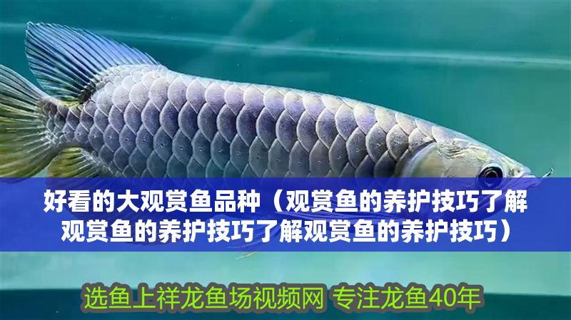 好看的大觀賞魚品種（觀賞魚的養護技巧了解觀賞魚的養護技巧了解觀賞魚的養護技巧）