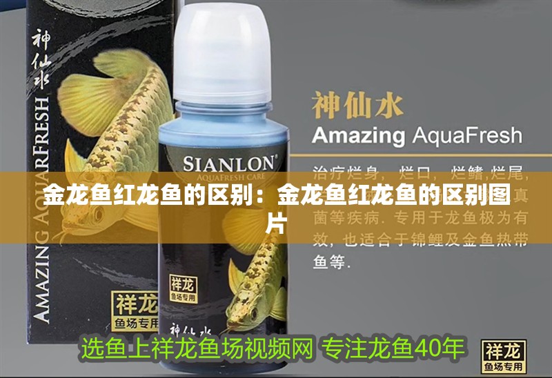 金龍魚紅龍魚的區別：金龍魚紅龍魚的區別圖片