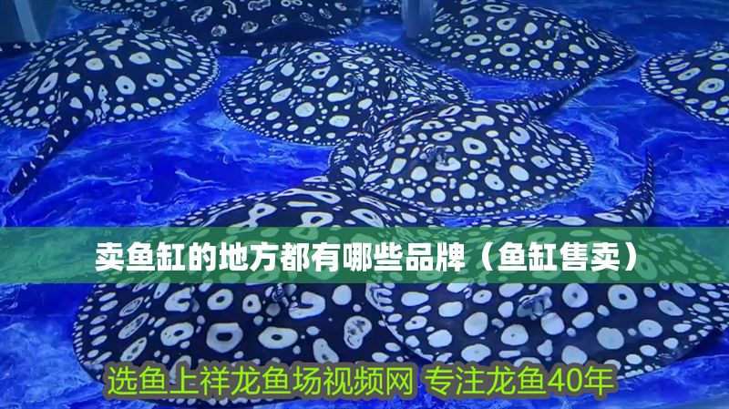 賣魚缸的地方都有哪些品牌（魚缸售賣）