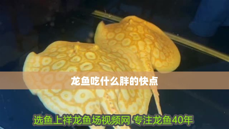 龍魚吃什么胖的快點