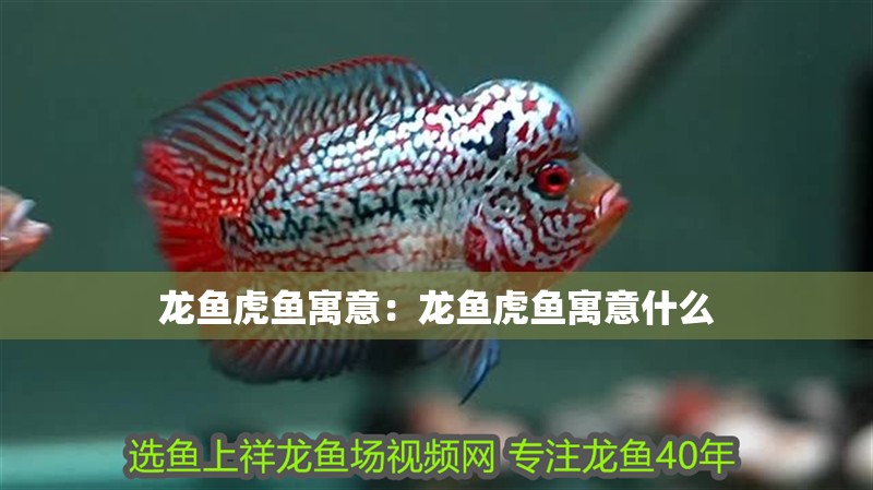 龍魚(yú)虎魚(yú)寓意：龍魚(yú)虎魚(yú)寓意什么