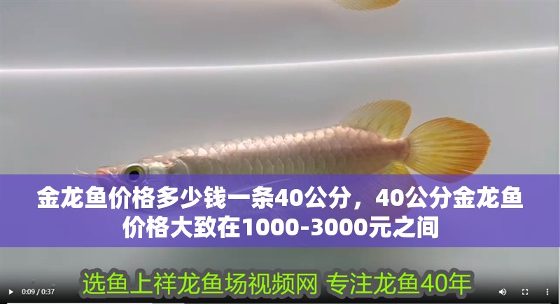 金龍魚價格多少錢一條40公分，40公分金龍魚價格大致在1000-3000元之間