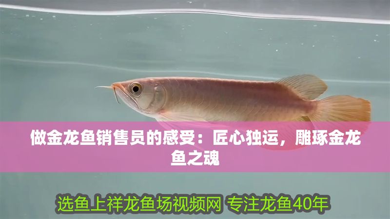 做金龍魚銷售員的感受：匠心獨運，雕琢金龍魚之魂