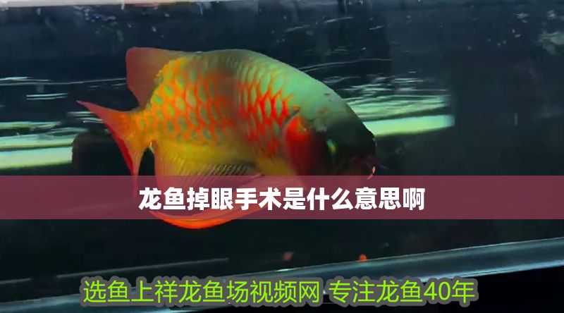 龍魚掉眼手術是什么意思啊 龍魚百科 第2張 龍魚掉眼手術是什么意思啊 龍魚掉眼手術是什么意思啊 龍魚百科 第2張