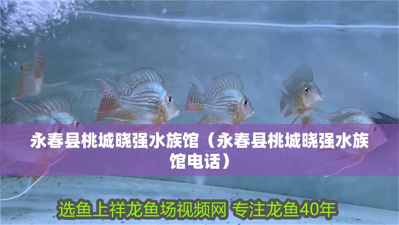 永春縣桃城曉強(qiáng)水族館（永春縣桃城曉強(qiáng)水族館電話）