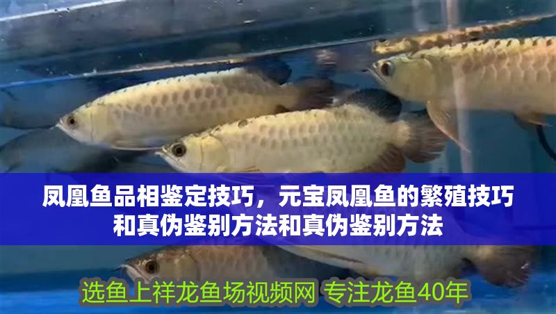 鳳凰魚品相鑒定技巧，元寶鳳凰魚的繁殖技巧和真?zhèn)舞b別方法和真?zhèn)舞b別方法
