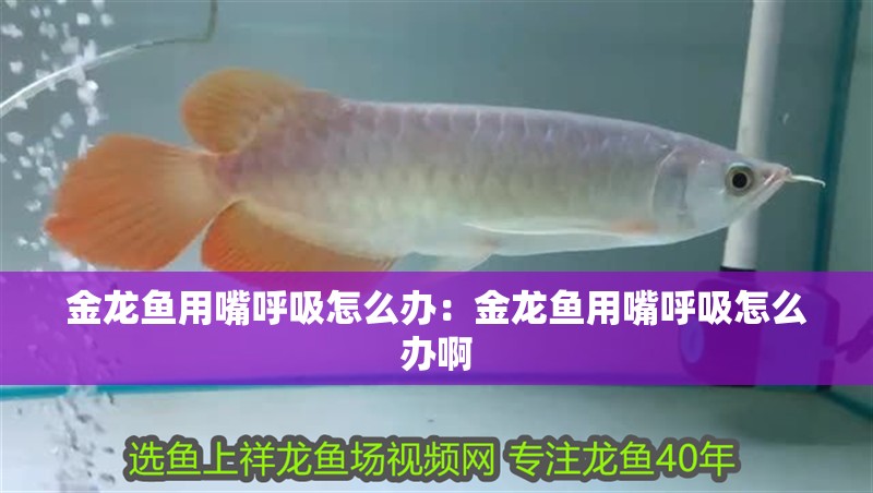 金龍魚用嘴呼吸怎么辦：金龍魚用嘴呼吸怎么辦啊
