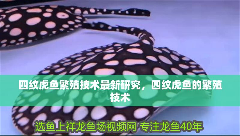 四紋虎魚繁殖技術最新研究，四紋虎魚的繁殖技術