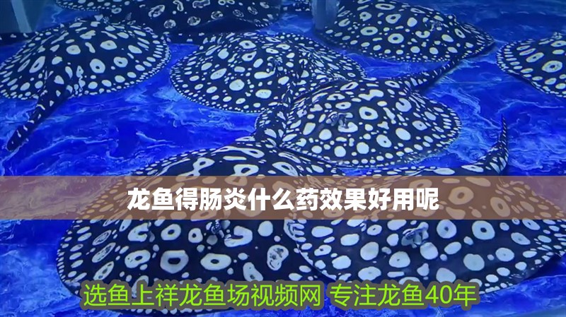 龍魚得腸炎什么藥效果好用呢
