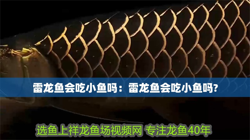 雷龍魚會吃小魚嗎：雷龍魚會吃小魚嗎?