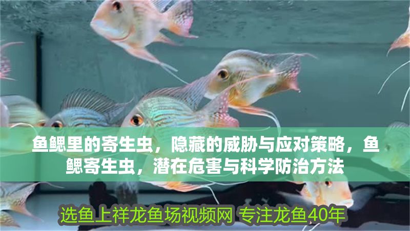 魚鰓里的寄生蟲，隱藏的威脅與應對策略，魚鰓寄生蟲，潛在危害與科學防治方法