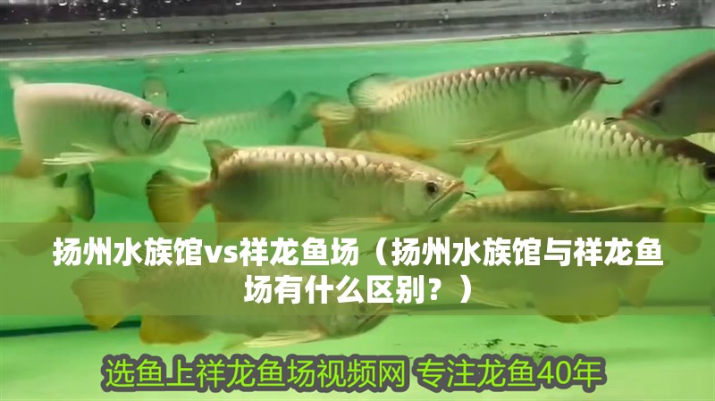 揚(yáng)州水族館vs祥龍魚場(chǎng)（揚(yáng)州水族館與祥龍魚場(chǎng)有什么區(qū)別？）