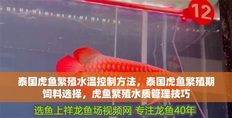泰國虎魚繁殖水溫控制方法，泰國虎魚繁殖期飼料選擇，虎魚繁殖水質管理技巧