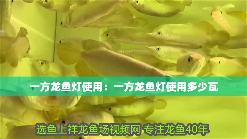 一方龍魚(yú)燈使用：一方龍魚(yú)燈使用多少瓦