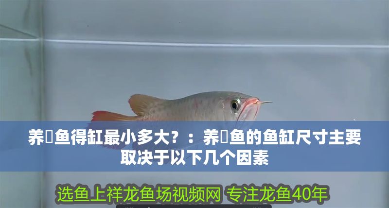 養魟魚得缸最小多大？：養魟魚的魚缸尺寸主要取決于以下幾個因素