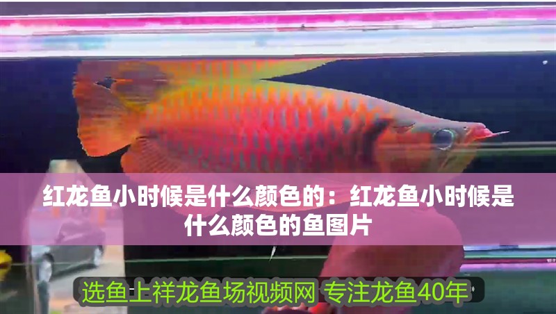 紅龍魚(yú)小時(shí)候是什么顏色的：紅龍魚(yú)小時(shí)候是什么顏色的魚(yú)圖片