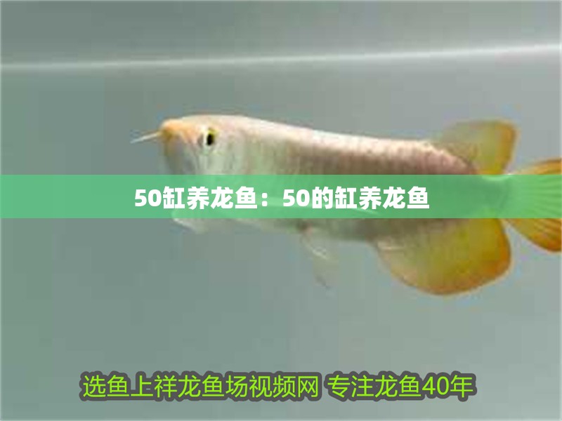 50缸養龍魚：50的缸養龍魚