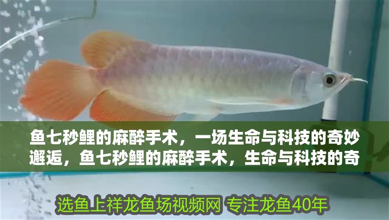 龍魚和元寶鳳凰混養（ 元寶鳳凰和什么魚一起養）