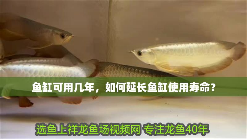 魚缸可用幾年，如何延長魚缸使用壽命？