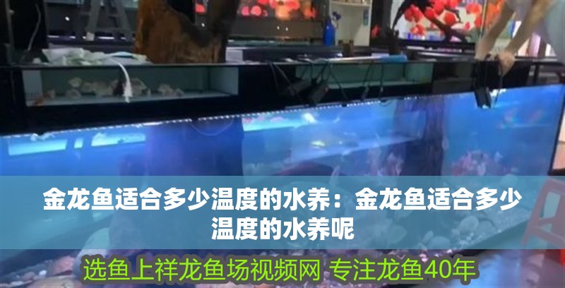 金龍魚適合多少溫度的水養：金龍魚適合多少溫度的水養呢