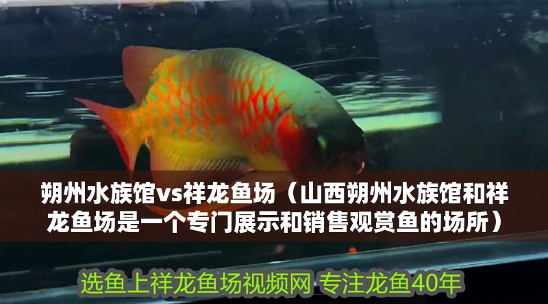 朔州水族館vs祥龍魚場（山西朔州水族館和祥龍魚場是一個專門展示和銷售觀賞魚的場所）
