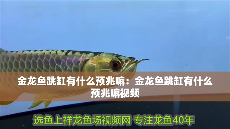 金龍魚跳缸有什么預兆嘛：金龍魚跳缸有什么預兆嘛視頻