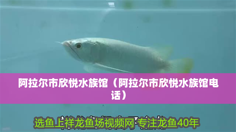 阿拉爾市欣悅水族館（阿拉爾市欣悅水族館電話）